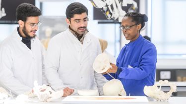 Medical students examining bones
